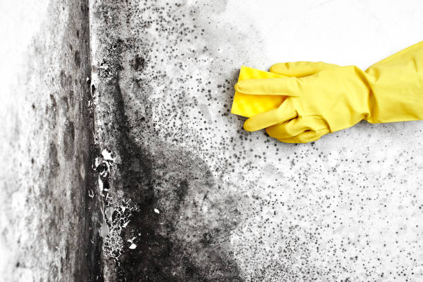 Best Toxic Mold Removal  in Leisuretowne, NJ