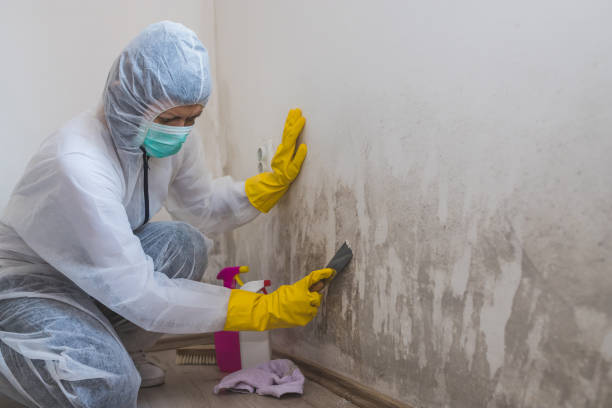 Best Same-Day Mold Removal  in Leisuretowne, NJ