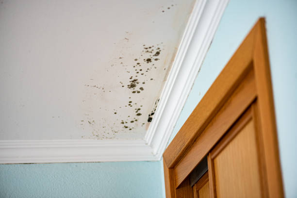 Best Professional Mold Removal  in Leisuretowne, NJ