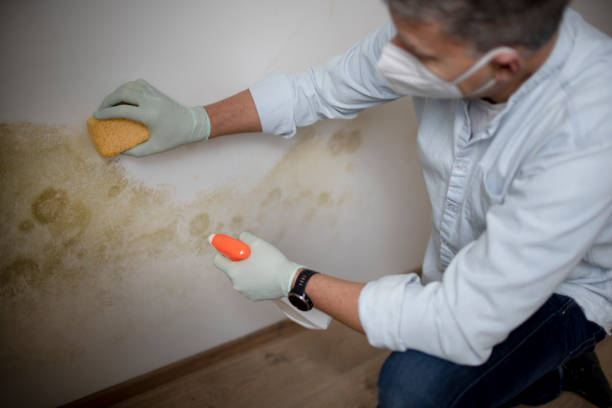 Best Affordable Mold Removal  in Leisuretowne, NJ