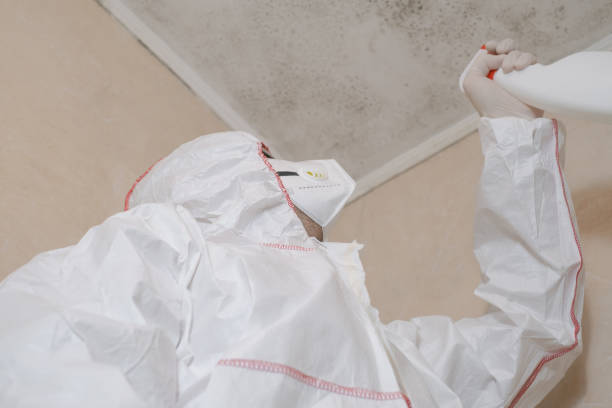 Best Certified Mold Removal  in Leisuretowne, NJ