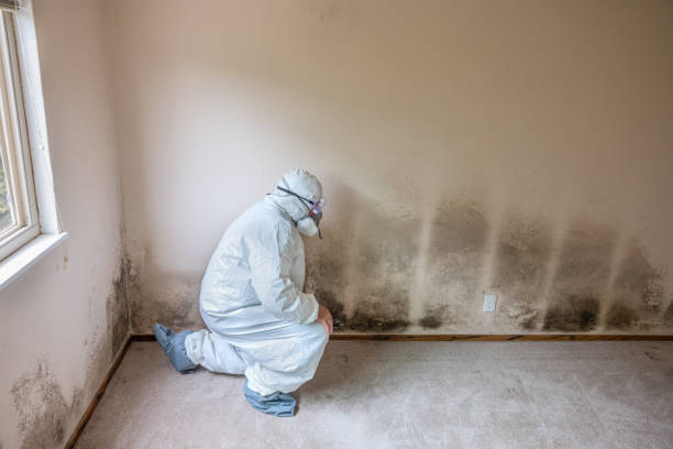 Best Local Mold Removal Service  in Leisuretowne, NJ
