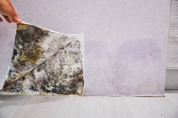 Best Mold Testing  in Leisuretowne, NJ
